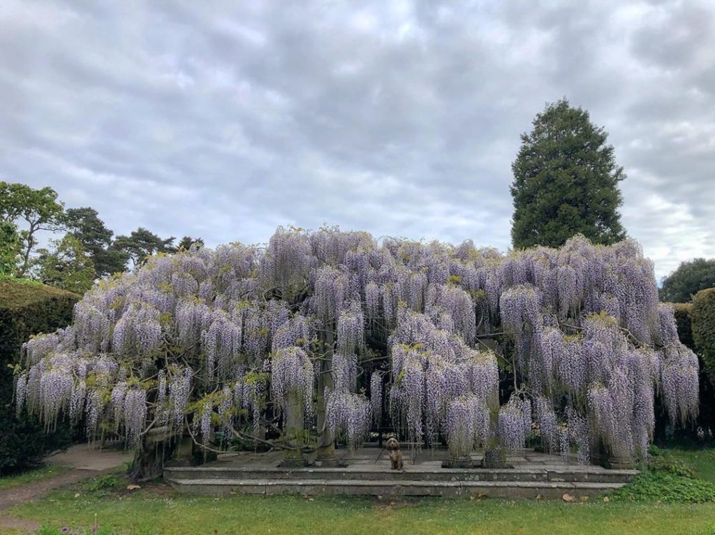 #delicate : #cascading #flowers hang from the almost meter long #racemes of #Wis...