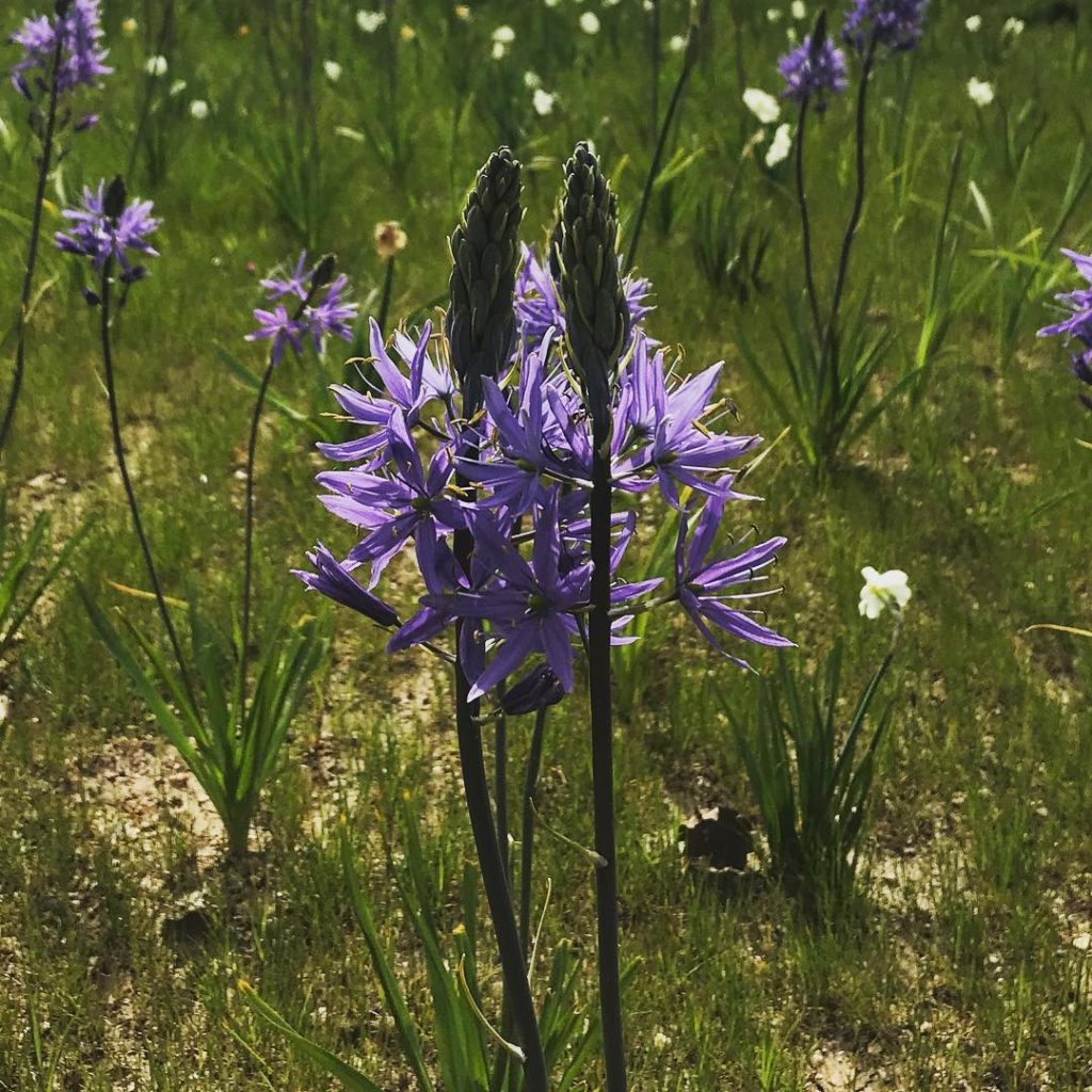 #camassialeichtliniicaerulea #firstseason #wildflowermeadow #oxfordshire #landsc...