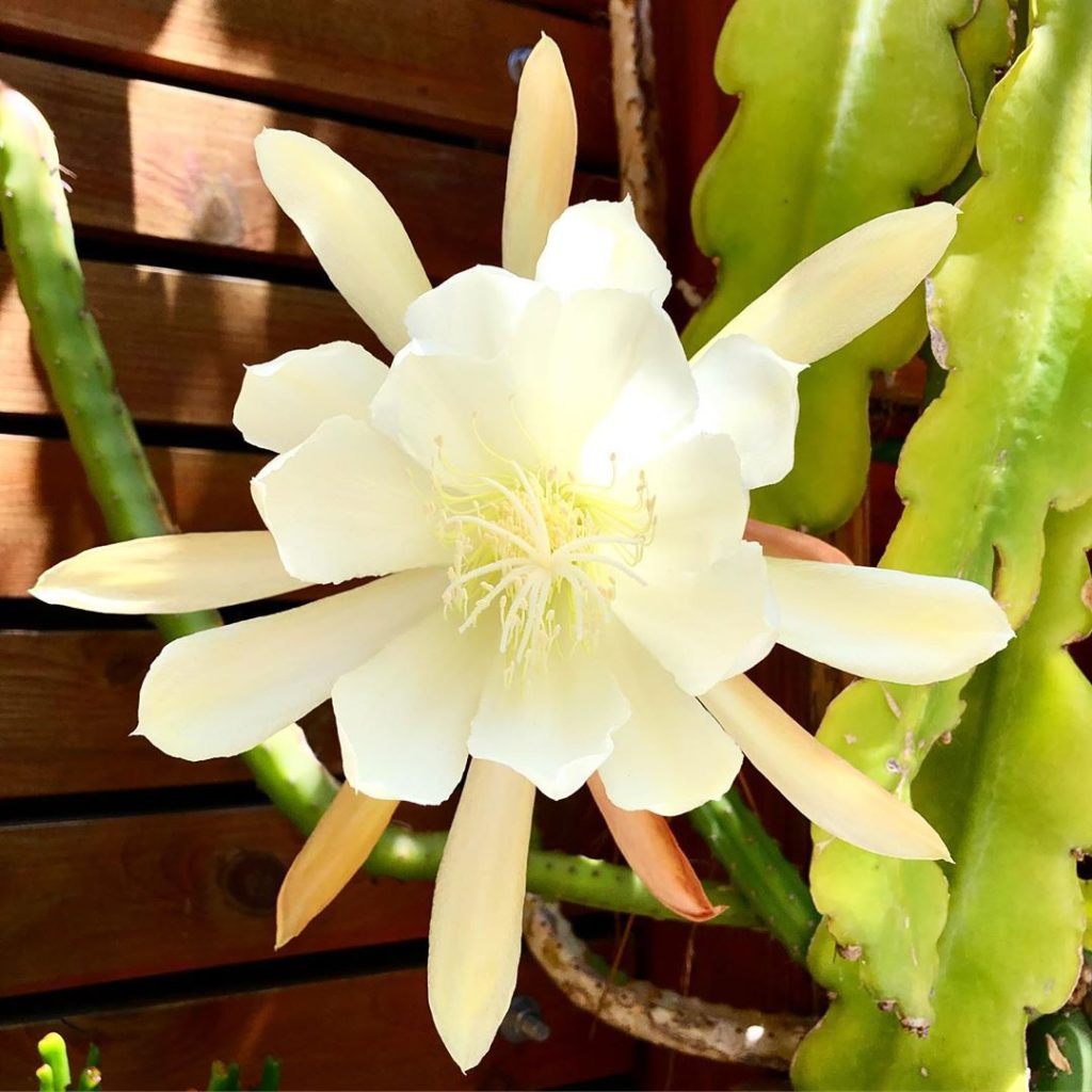 thehorticult: The #Epiwall is back in action! The first bloom opened Saturday night (you may h… The #Epiwall is back in action! The first bloom opened Saturday night (you may h...