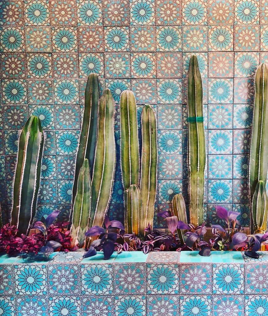 When tiles + cacti = magic!! Photo from friend and neighbor @rebeccaprus ...