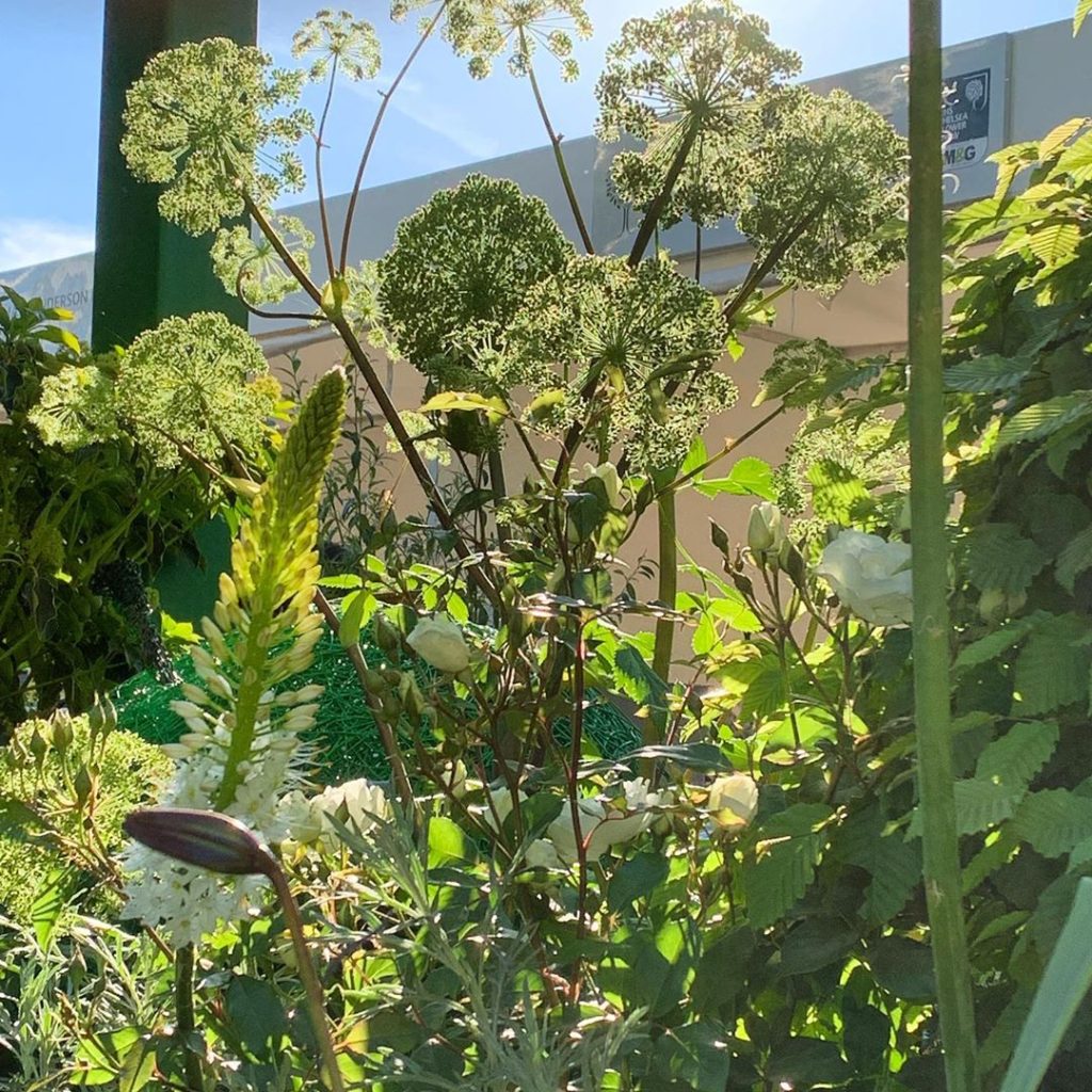 @greenfingerscharity garden #Angelica and evening light #gardendesign #showgarde...
