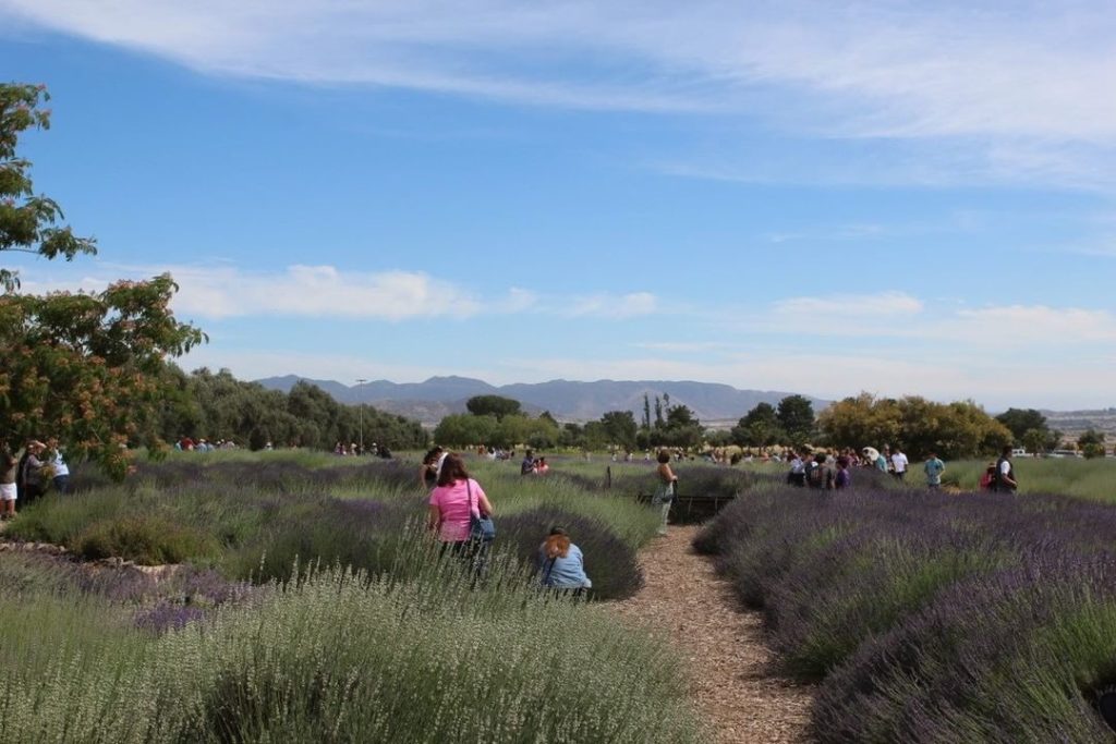 gardendesignmag: Can you smell the lavender from where you are? If you’re in Southern California,… Can you smell the lavender from where you are? If you're in Southern California,...