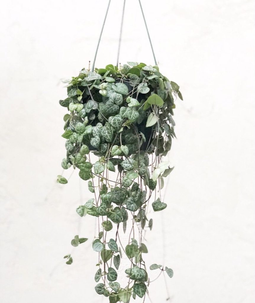 ---- String of hearts are back in stock!...