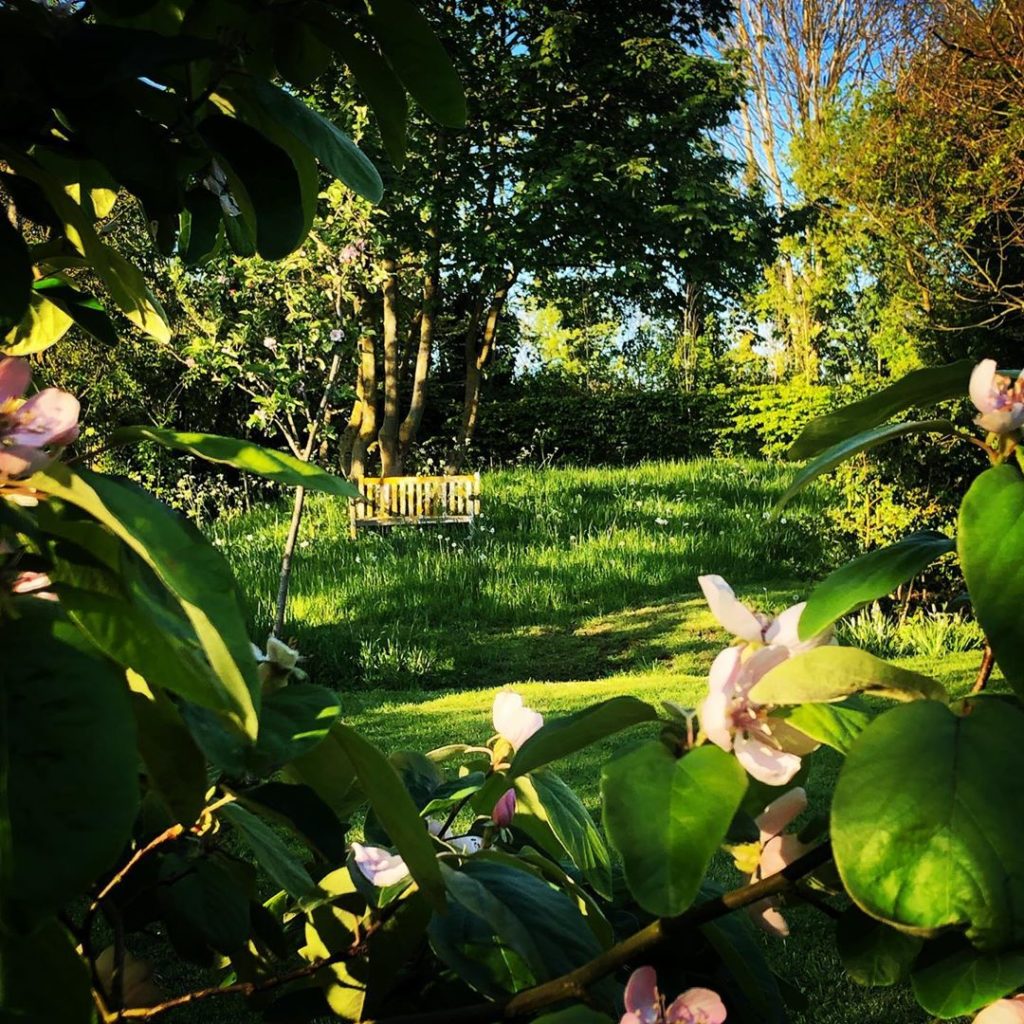 Through the quince #goldenhour #backtobase #laxfield #suffolk #may...