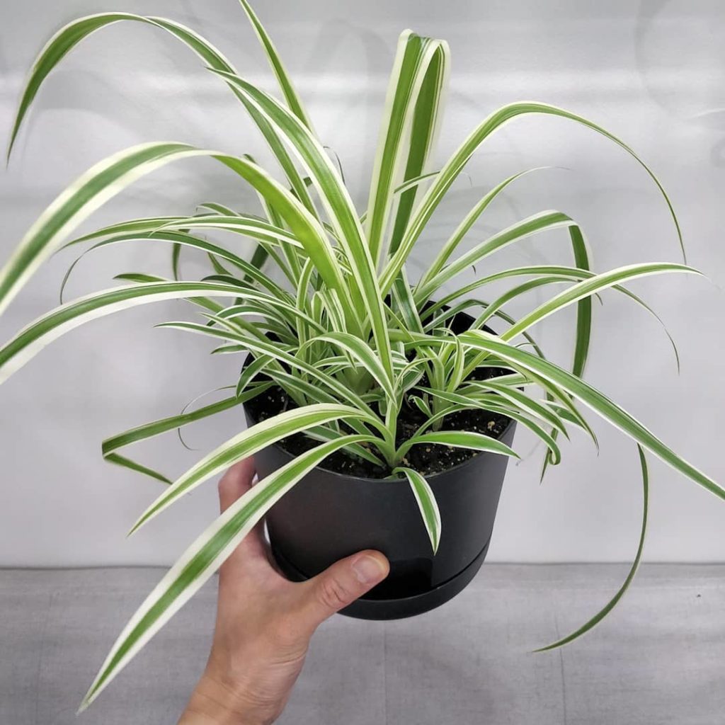 houseplantjournal: Story time: I’m so proud of this orphan pot of spider plants – here’s a current … Story time: I'm so proud of this orphan pot of spider plants - here's a current ...