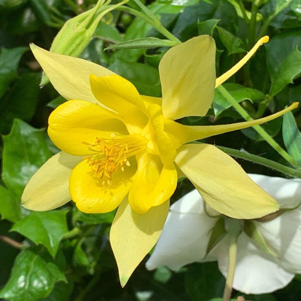 ‪Lemon meringue pie ingredients on the @greenfingerscharity garden #aquilegialem...