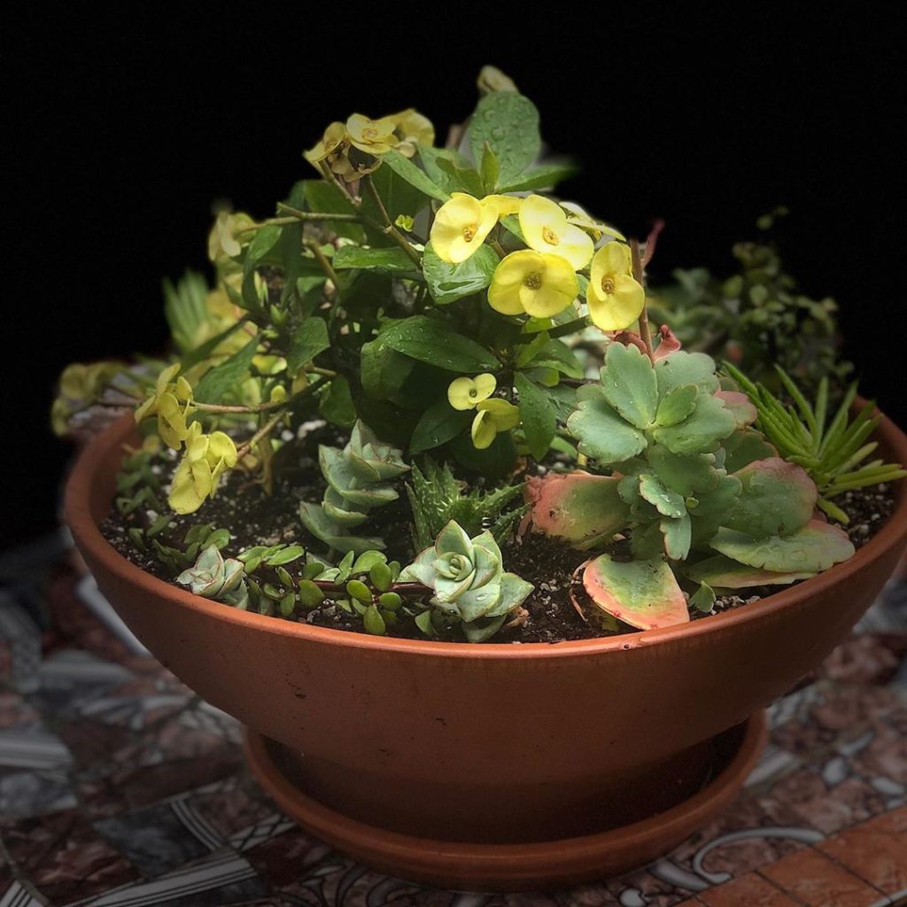 Crown of Thorns is the centerpiece here. We made two of these yesterday for our ...