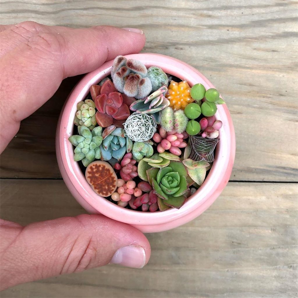 Fairy Garden ...