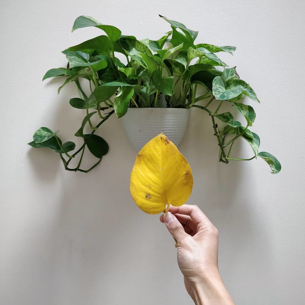 Houseplant care seems intimidating because if you *think* something is wrong, yo...