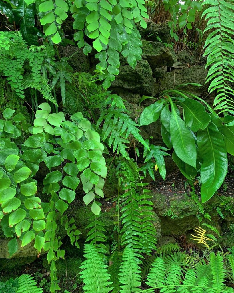 We love ferns in all their crazy, jungalicious varieties! How many different fer...