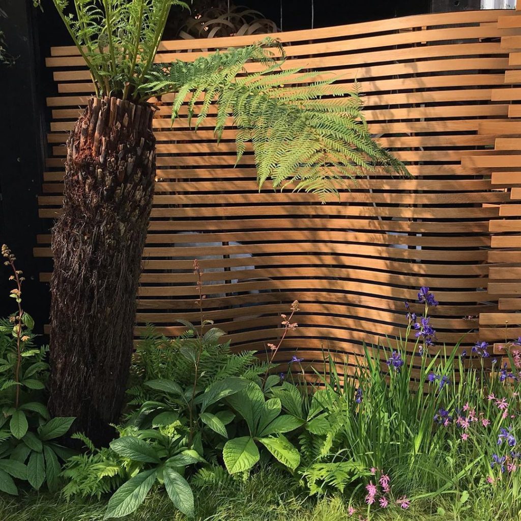 Press day for the garden! @tomraffield #forceofnature #rhschelsea #dicksoniaanta...