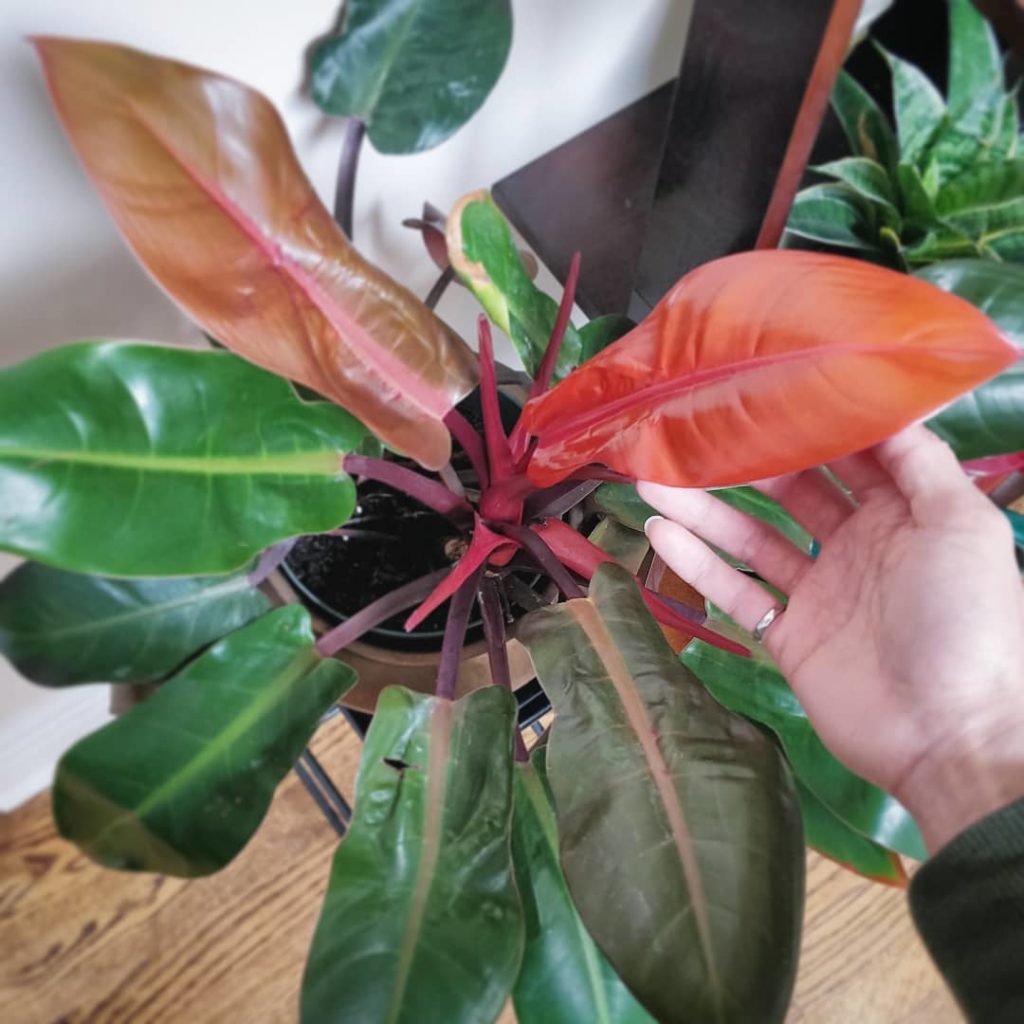 houseplantjournal: Philodendron ‘Prince of Orange’ – I often include my hand in my plant photos to … Philodendron 'Prince of Orange' - I often include my hand in my plant photos to ...