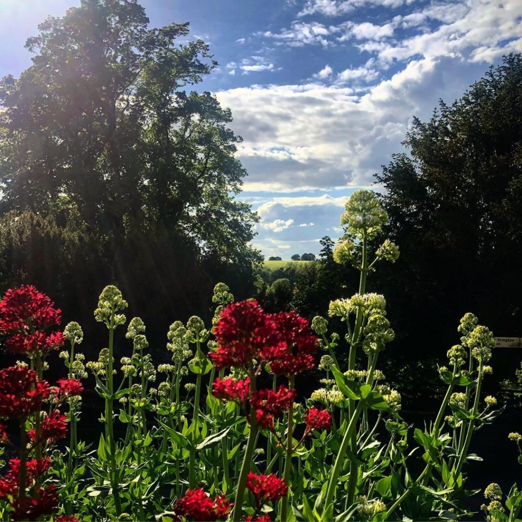 Beautiful evening walk at the cottage. Love the Centranthus rubra growing out of...
