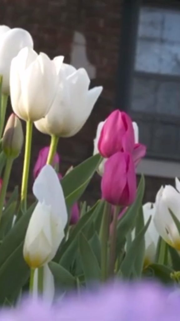 Wonder how you can have a stunning spring garden full of tulips? Simply want to ...