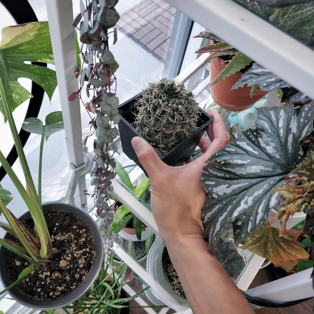 houseplantjournal: Literally my first cactus. Don’t know its name. Suggestions welcomed. It had pin… Literally my first cactus. Don't know its name. Suggestions welcomed. It had pin...