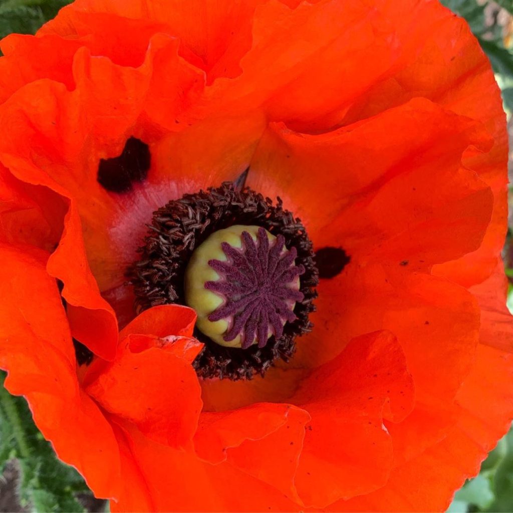 Poppy blooms might be ephemeral but once seen never forgotten when they are as u...