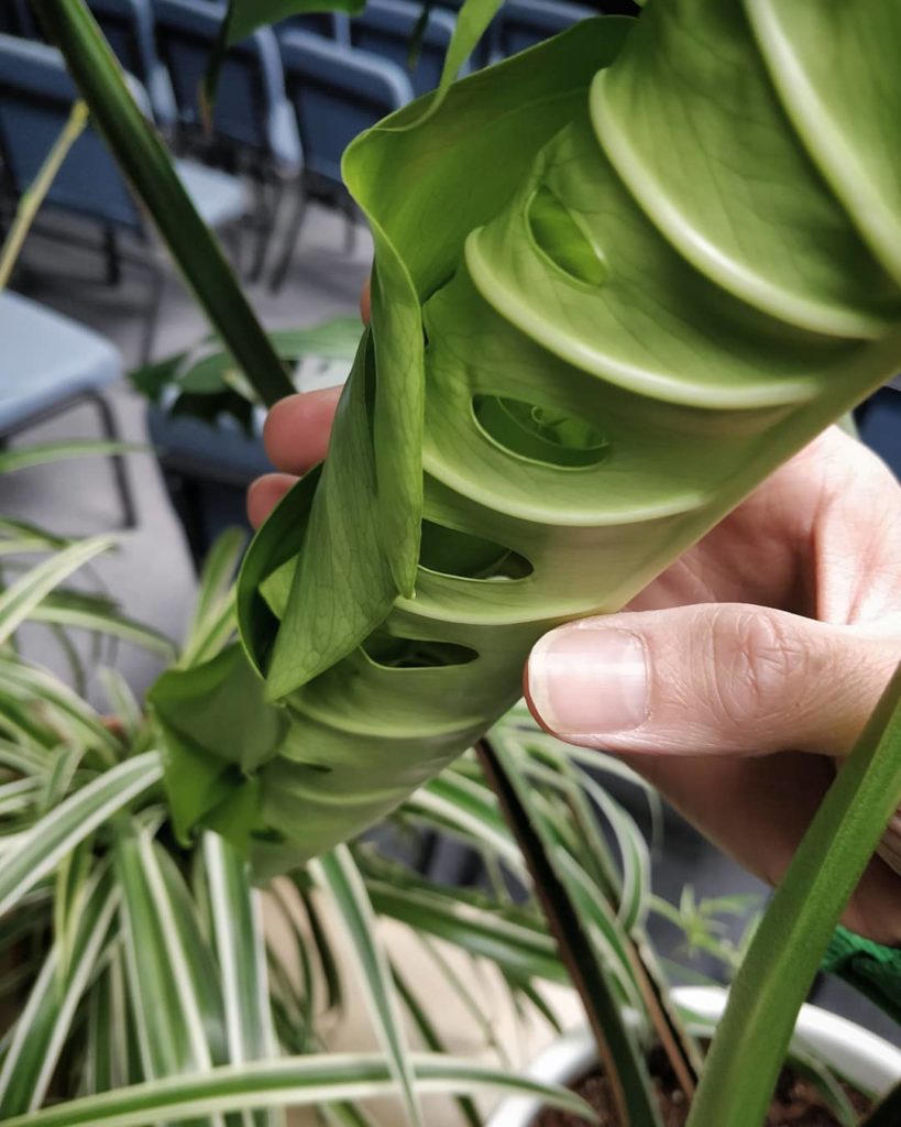 houseplantjournal: Clarifications for #MonsteraMonday – people often read that as a Monstera delici… Clarifications for #MonsteraMonday - people often read that as a Monstera delici...