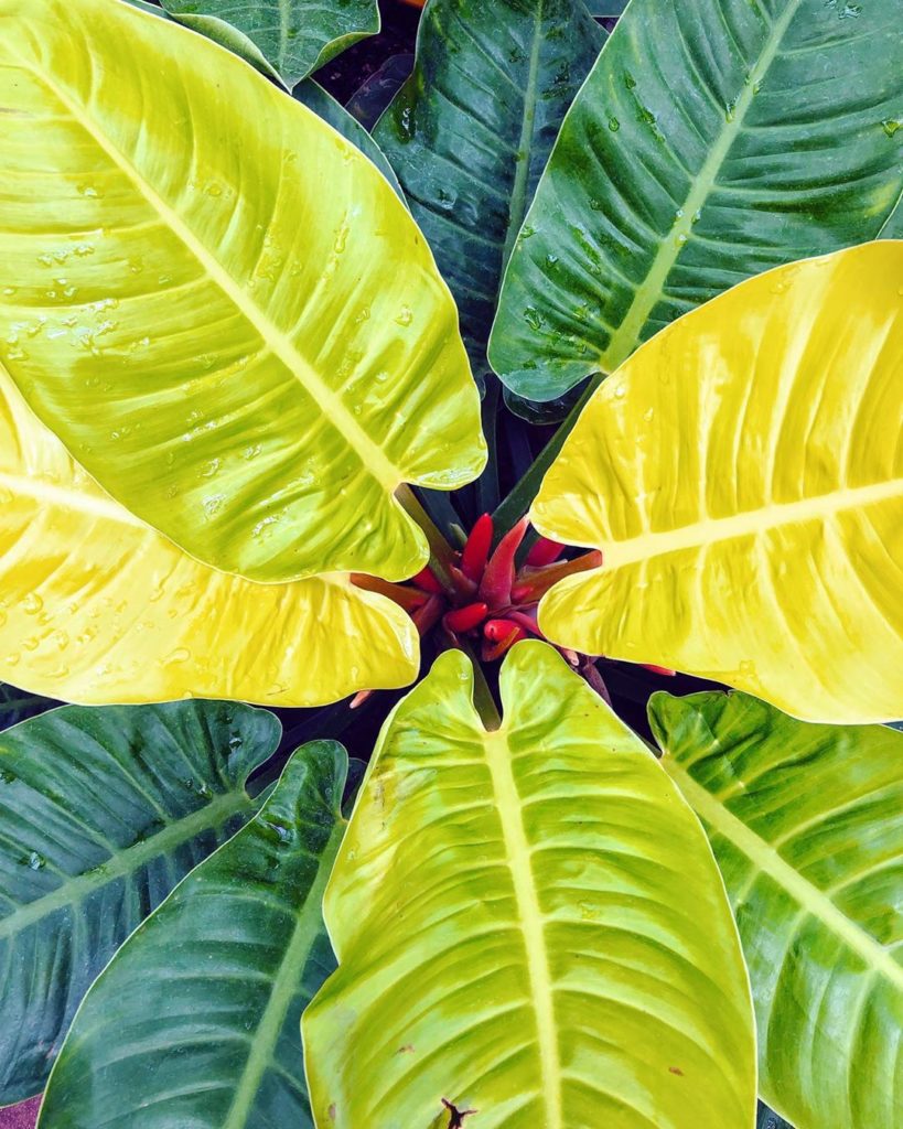 Never not mesmerized by nature #jungalow #plantlife...