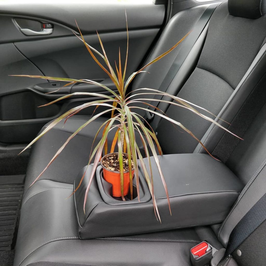 houseplantjournal: The rear arm rest is equipped to hold both 3.5″ and 4″ nursery pots
~
~
#dracaen… The rear arm rest is equipped to hold both 3.5" and 4" nursery pots
~
~
#dracaen...