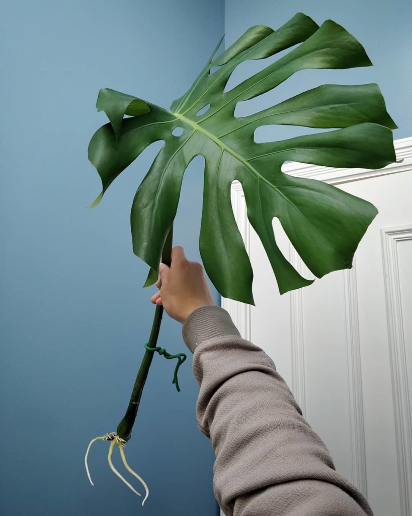 houseplantjournal: Rooted! 2️⃣ Look closely: roots emerge from the node, which is a… Rooted! 2️⃣ Look closely: roots emerge from the *node*, which is a...