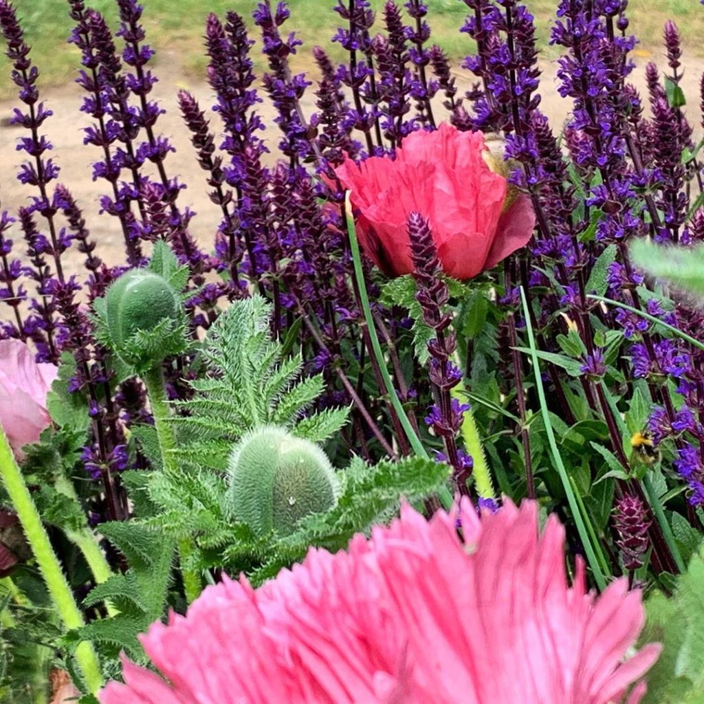 Poppies and Salvia. Back on a busmans holiday after #rhschelsea being directed b...