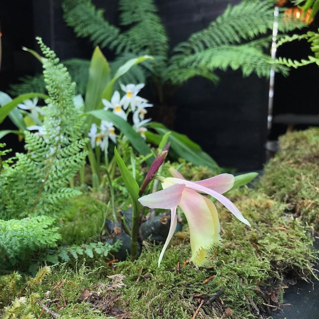 sheilajacklandscapes: Perfect timing… big thanks to Jeff at #lanesideorchids for his wonderful advic… Perfect timing... big thanks to Jeff at #lanesideorchids for his wonderful advic...