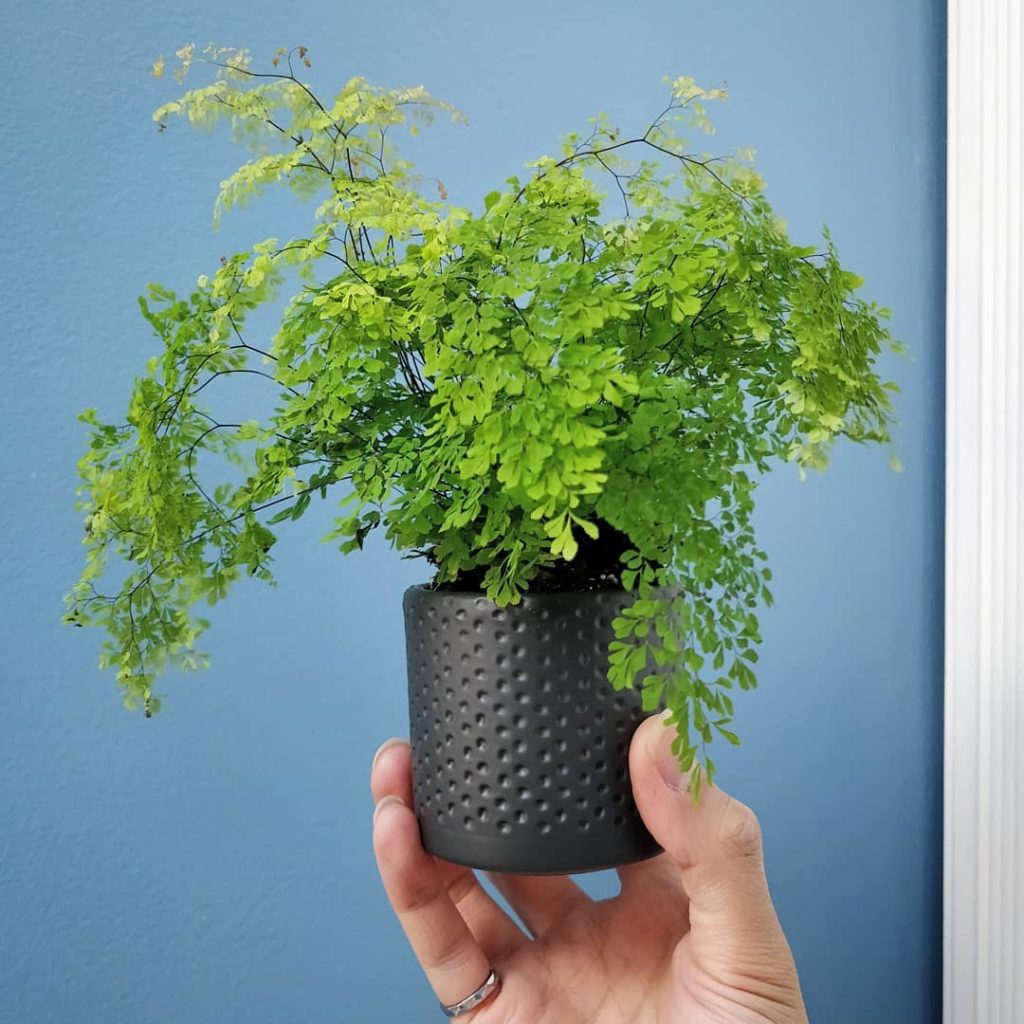 houseplantjournal: New blog post: Maidenhair fern care – link in profile
–
Here’s an interesting ty… New blog post: Maidenhair fern care - link in profile
-
Here's an interesting ty...