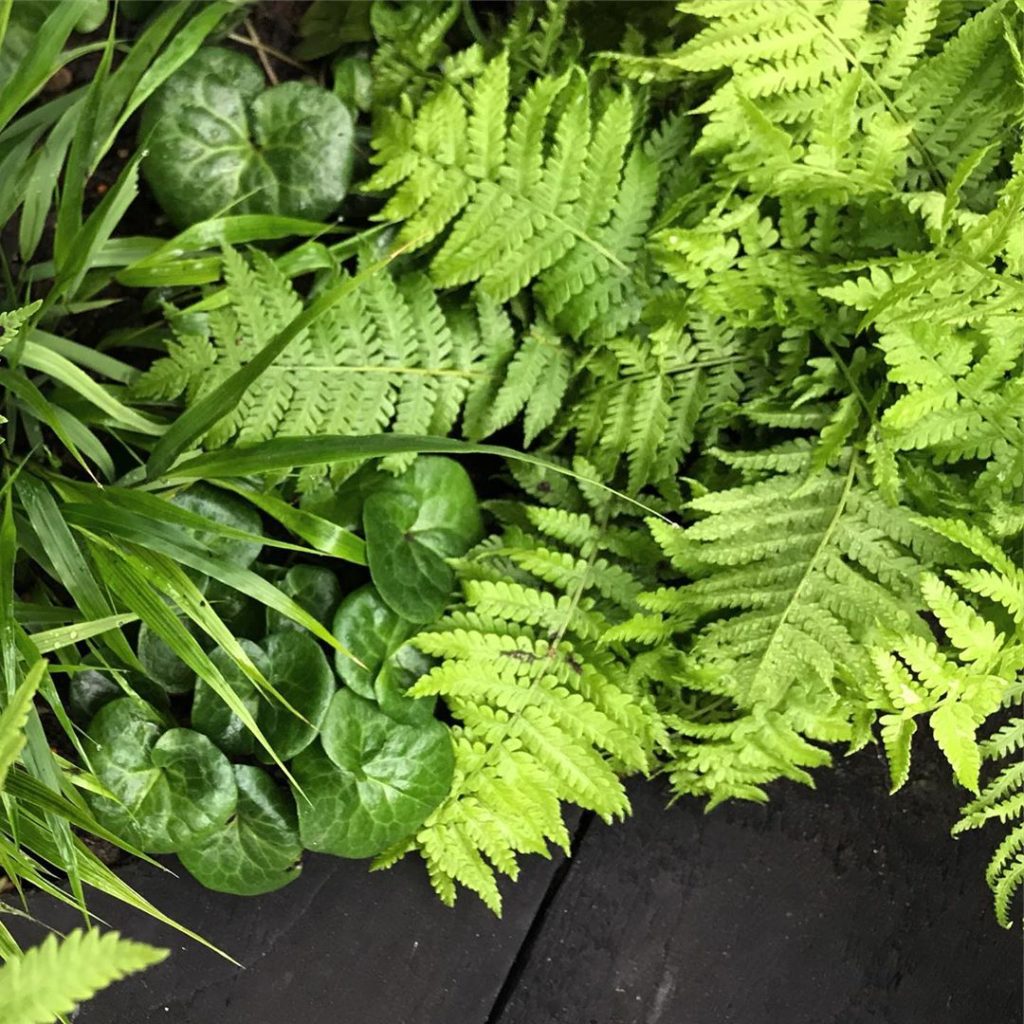 Going green @tomraffield #onemoreday #matteucciastruthiopteris #hakonechloa #asa...