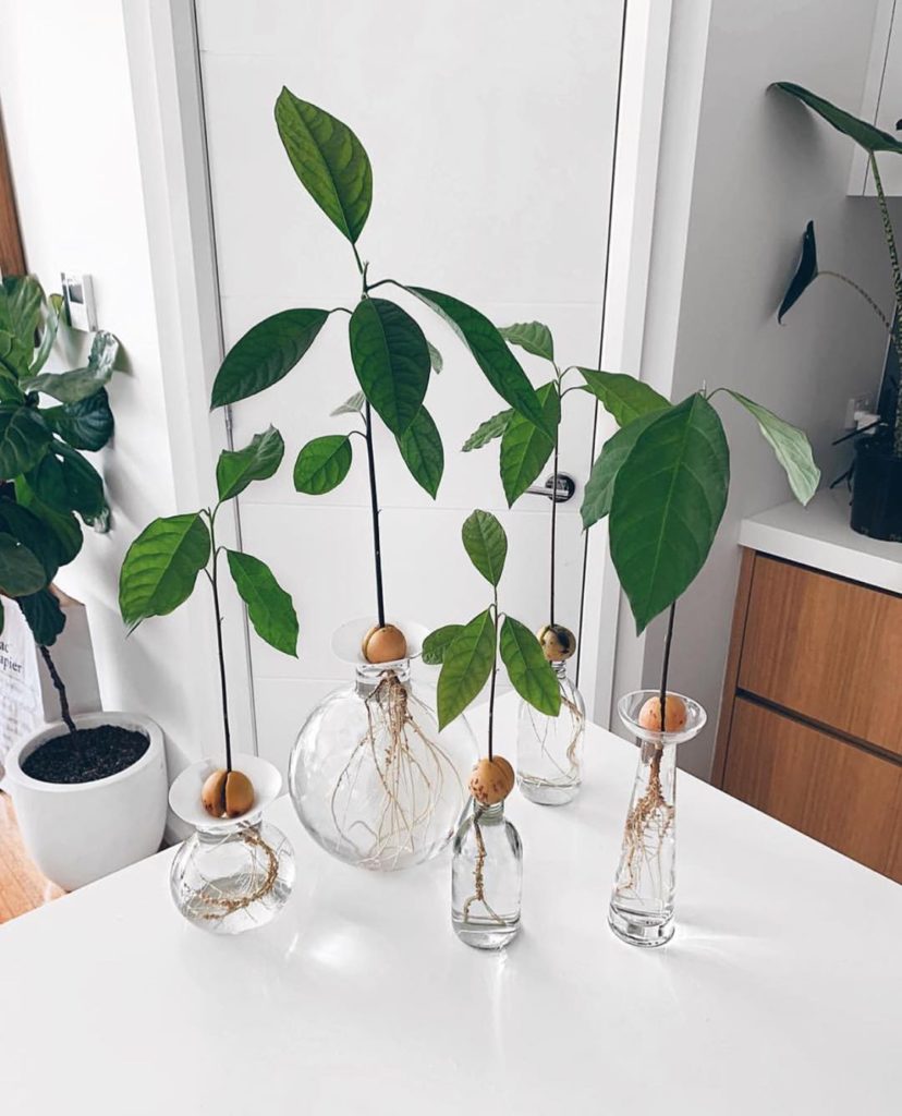 Real talk: I’ve tried to grow an avocado plant from its seed many, many times an...