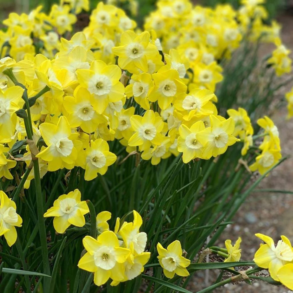 #narcissus “regeneration”. Thanks @whiteflowerfarm...