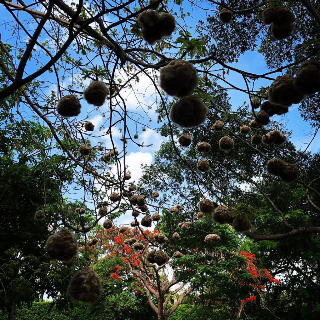 Strange fruit #andseeds #andflowers #changeofscenery from #suffolk to #westindie...