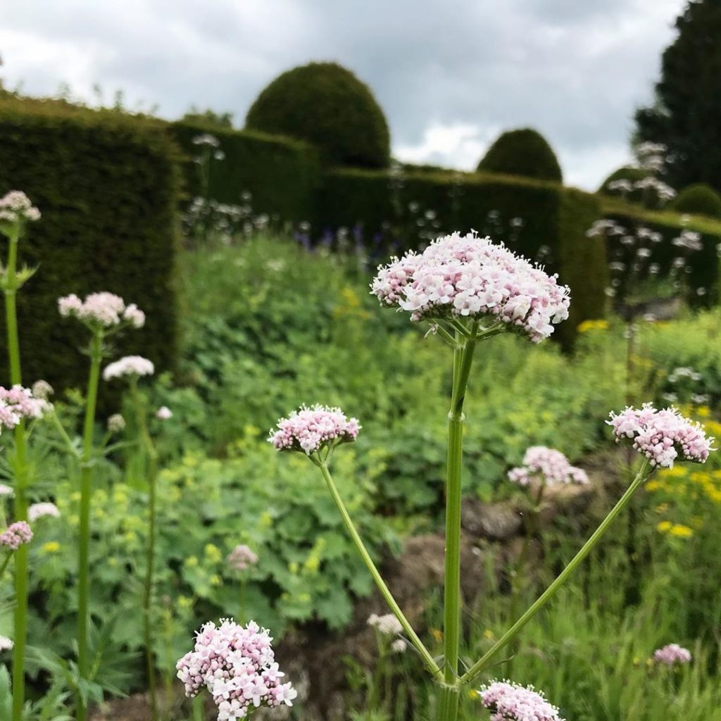 More Valeriana... this time at #Wardington #dreamy dishelvelment #valerianaoffic...
