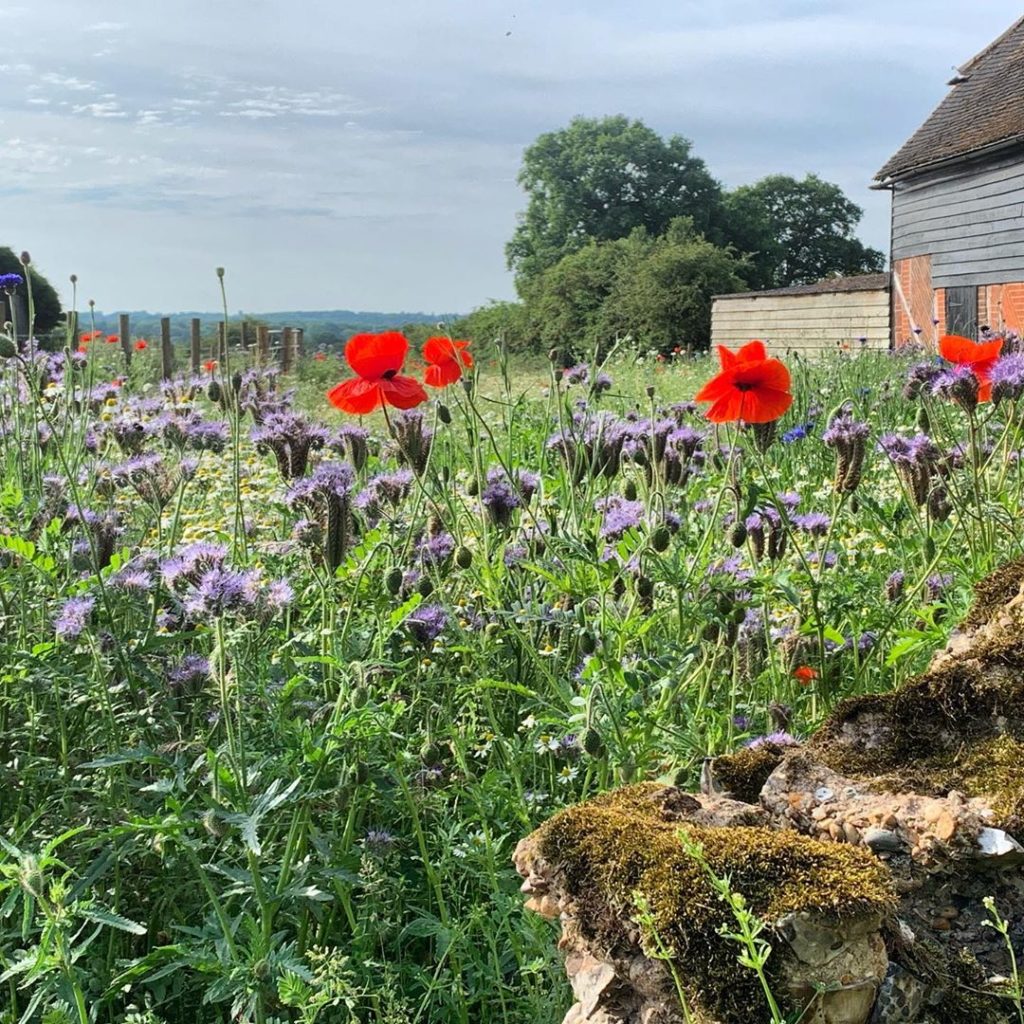 kategouldgardens: Wildflowers on a morning walk. I had set out to walk miles as part of my somewh… Wildflowers on a morning walk. I had set out to walk miles as part of my somewh...