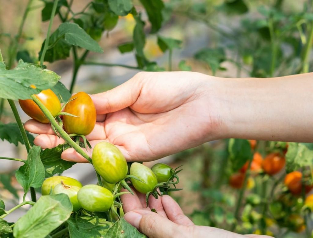 Summer in the East means planting warm-season veggies and pumpkins (you'll thank...