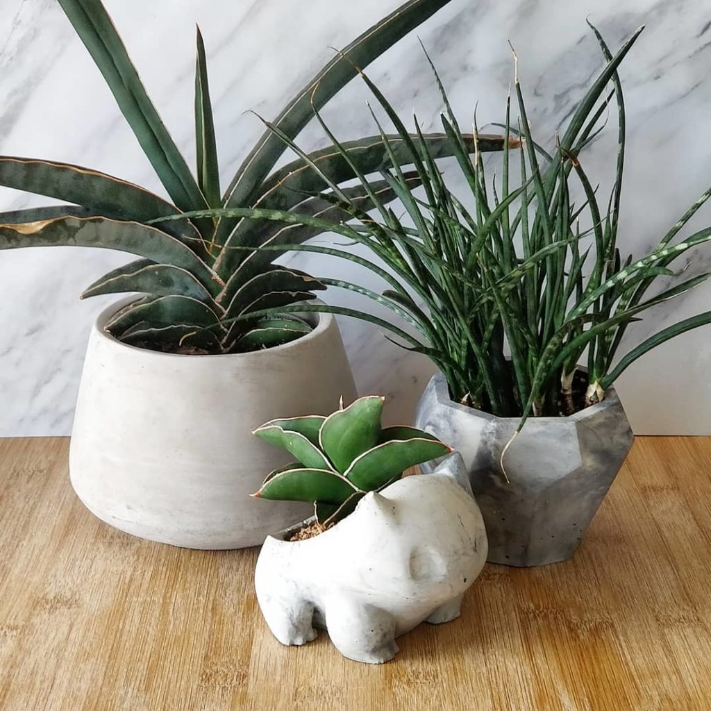 houseplantjournal: Snakes in concrete
–
Bulbasaur and geometric planter on the right are from @home… Snakes in concrete
-
Bulbasaur and geometric planter on the right are from @home...