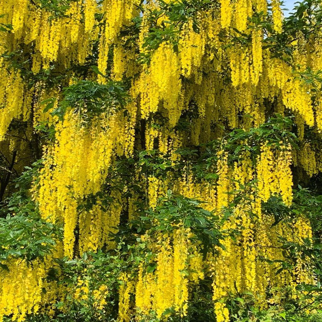 Seriously yellow!  Waterfalls of colour #laburnum #summer #gardendesign #lovepla...