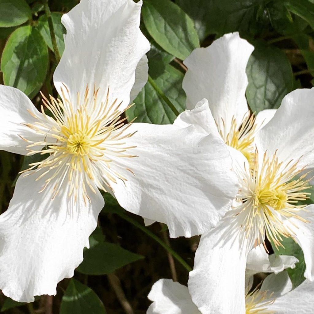 kategouldgardens: Pure white with stamens of gold. Not a shy and retiring wallflower – more a brut… Pure white with stamens of gold. Not a shy and retiring wallflower - more a brut...