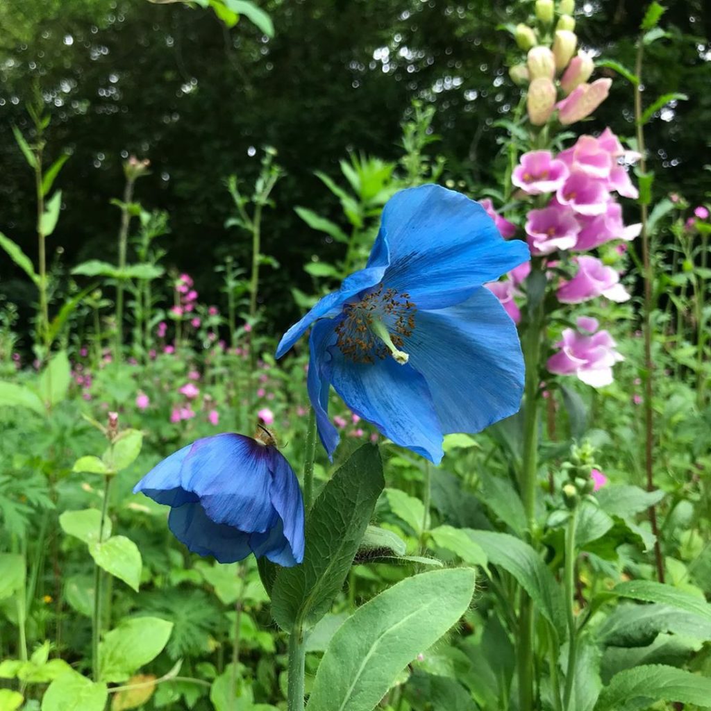 True blue #meconopsis @woolbeding.gardens_nt #arcadia  @isabelbannerman #julianb...