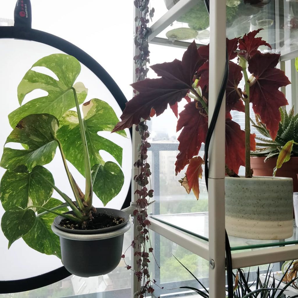 houseplantjournal: Mondays are for #MonsteraMonday and #BegoniaMonday – this is where they grow (no… Mondays are for #MonsteraMonday and #BegoniaMonday - this is where they grow (no...
