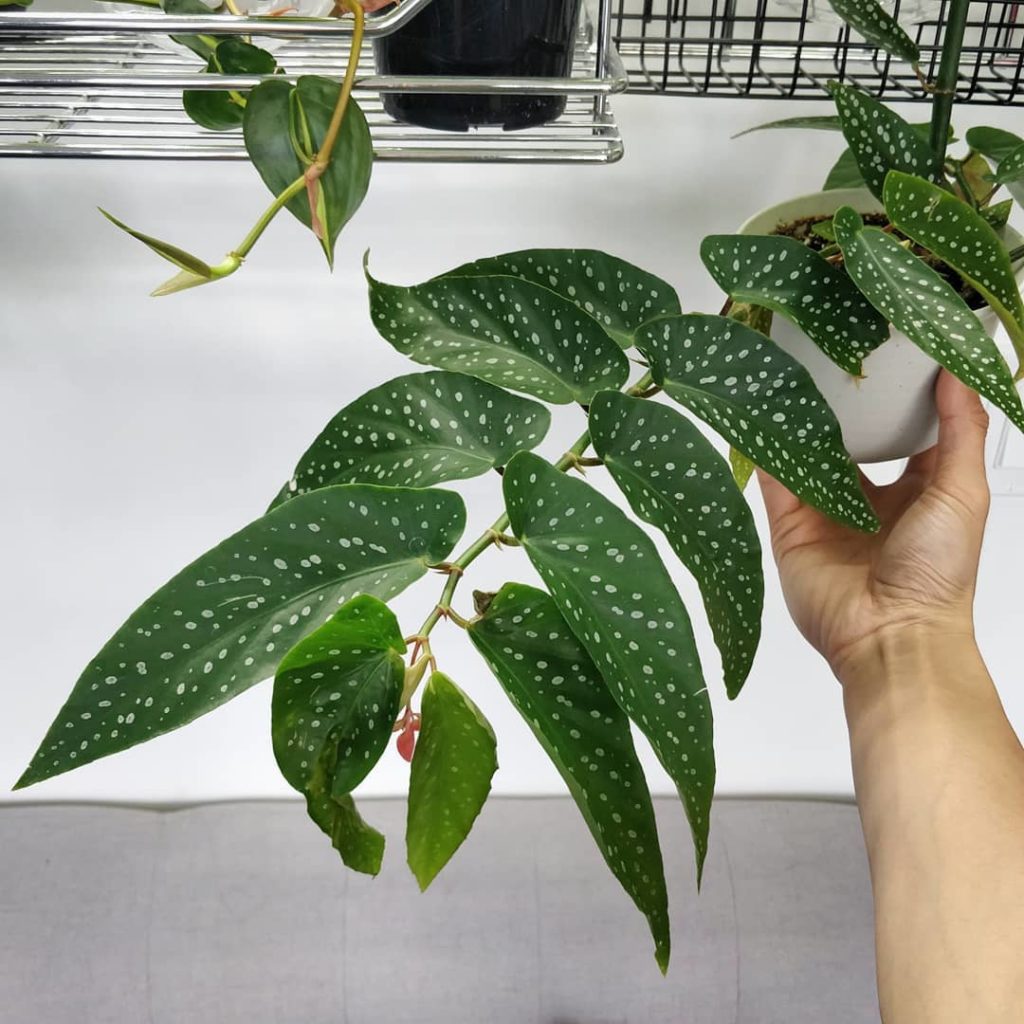 My angel wing begonia has flowered! At this length, it's about time to propagate...