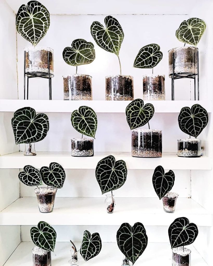 We need this Anthurium clarinervium shelf in every room. Photo by @sogreenmx via...