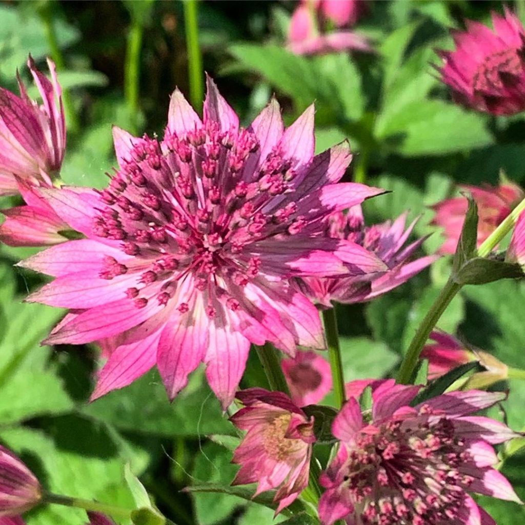 Hattie’s pincushion. I don’t know who Hattie was (answers on a postcard please.....