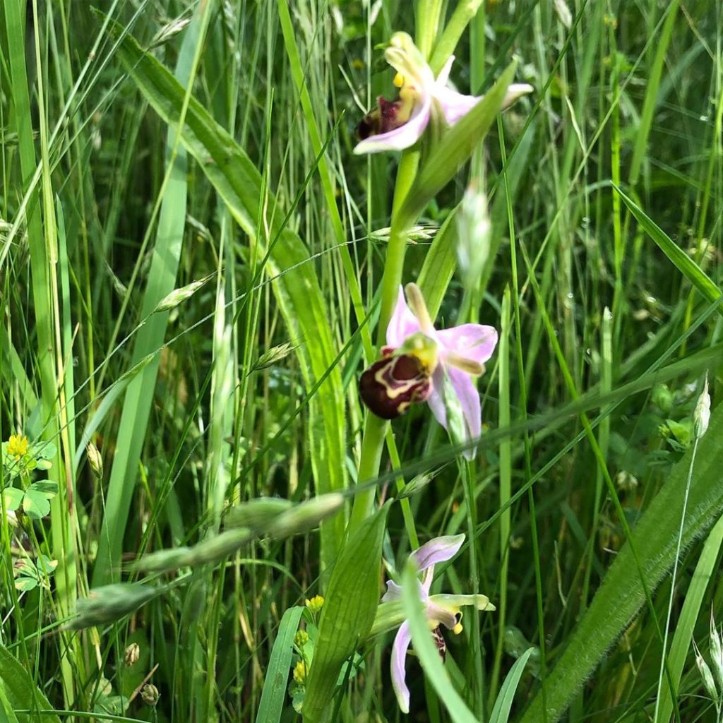 #chuffed #charmed #inthegarden #beeorchid #thefirst #suffolk #laxfield...