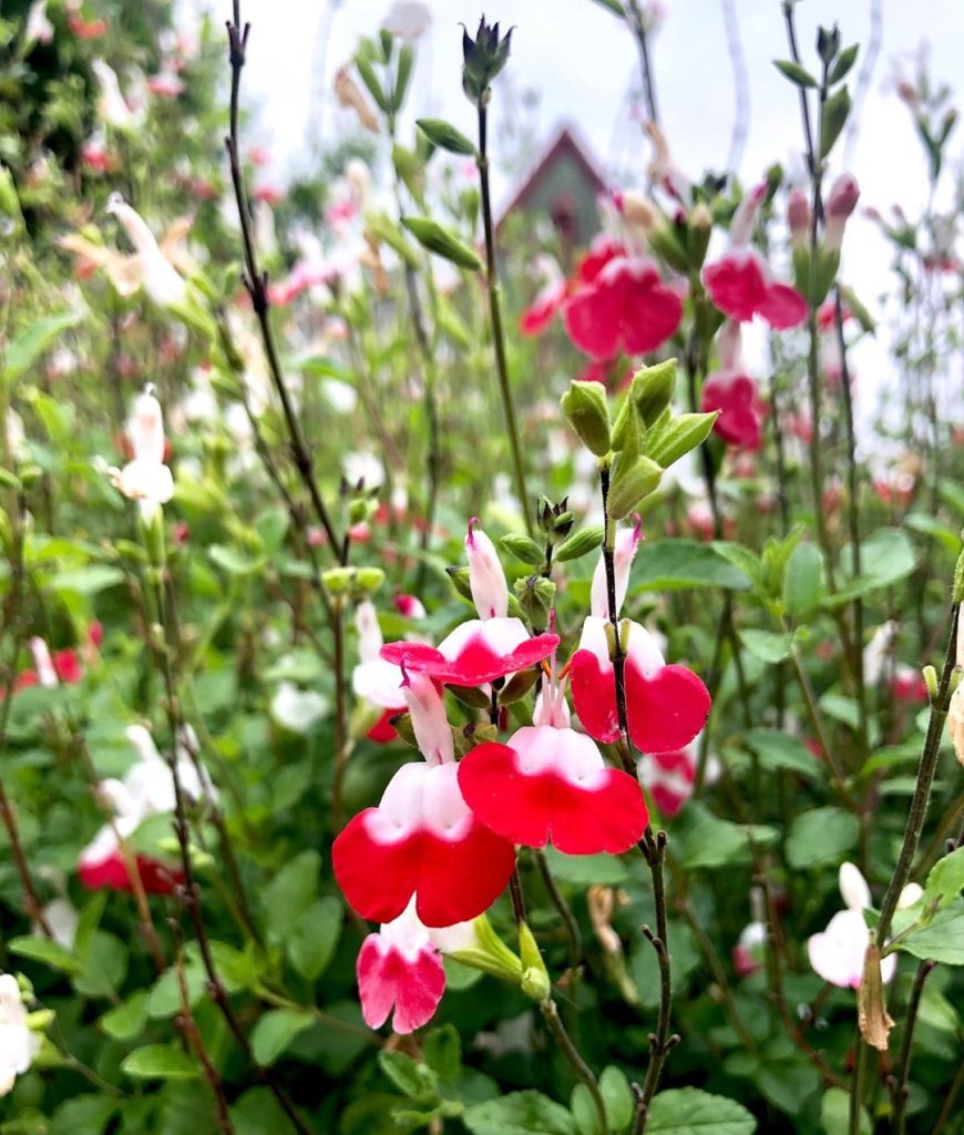 An absolute chef’s kiss for this lawn full of #Salviamicrophylla ‘Hot Lips’that ...