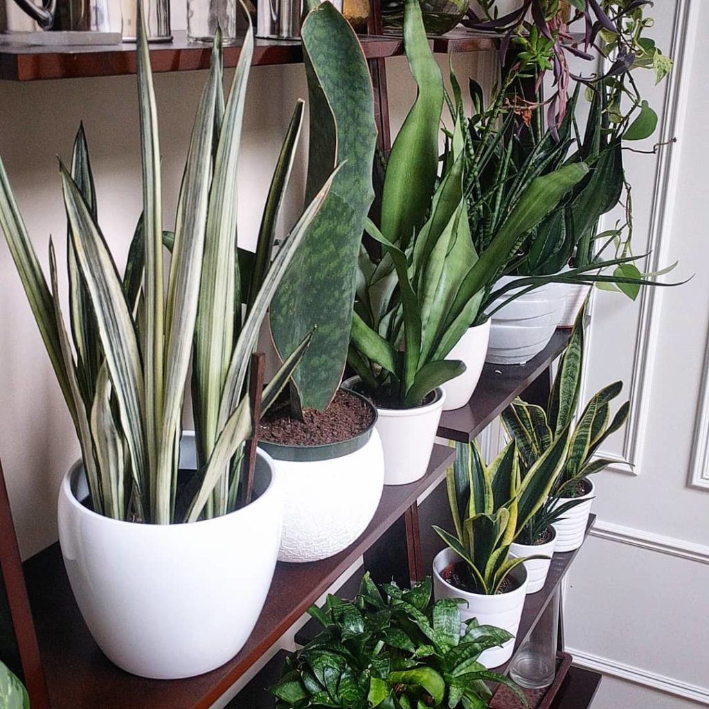houseplantjournal: What’s the first question to ask when taking care of a new plant?
–
“How often d… What's the first question to ask when taking care of a new plant?
-
"How often d...