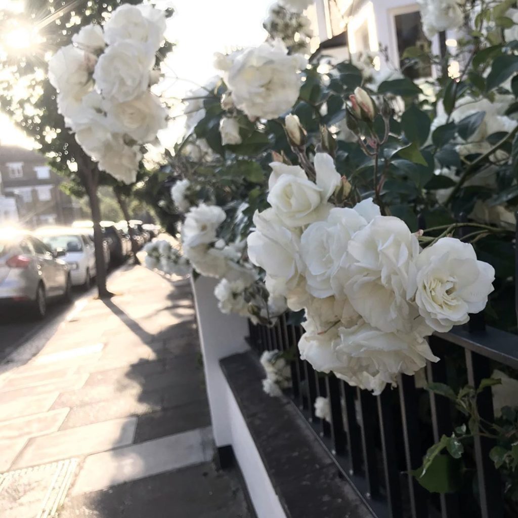 Surviving the rain #iceberg #roses  #frontgarden #kerbappeal...