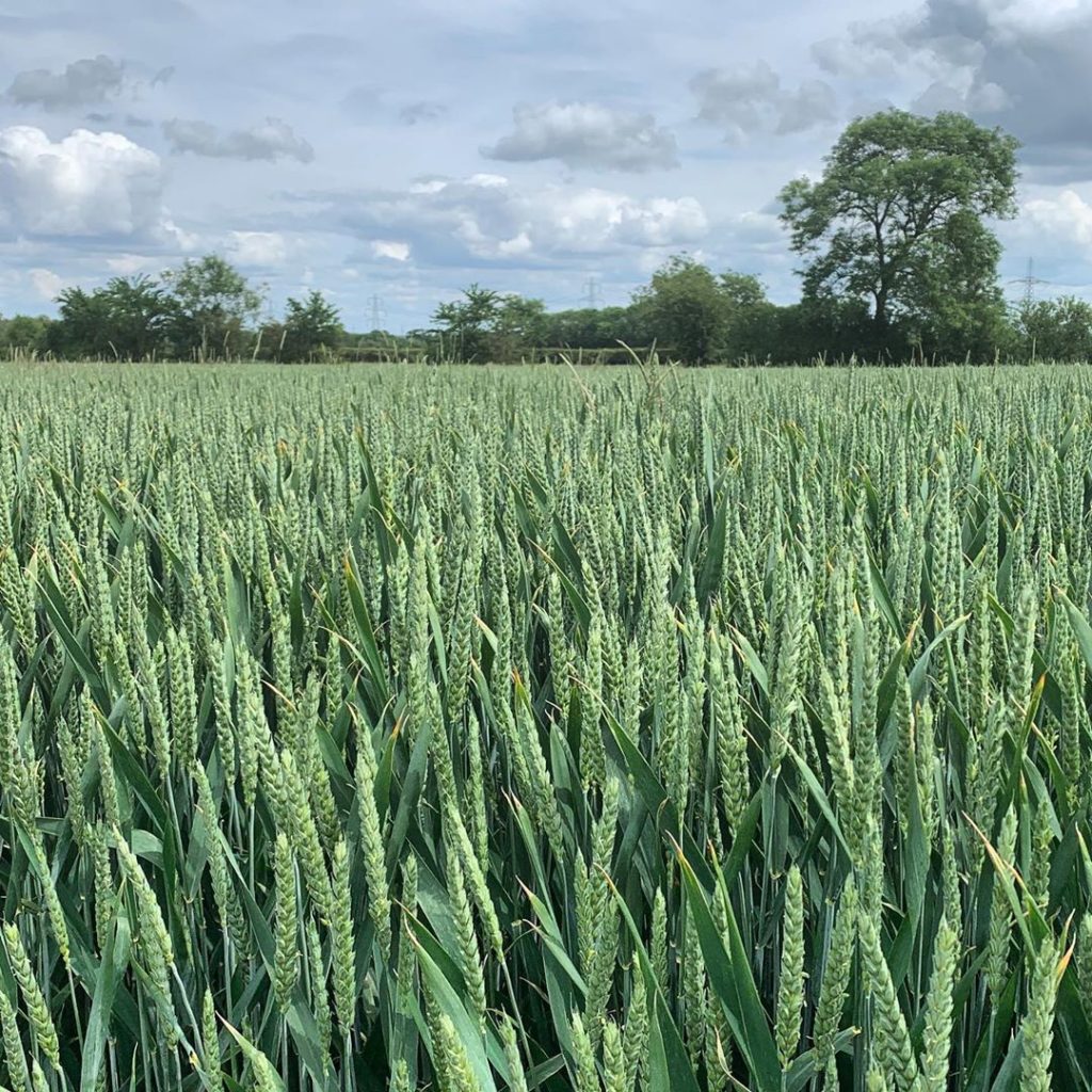 Cornfields and clouds on a walk with @knchappers in preparation for #kilimanjaro...