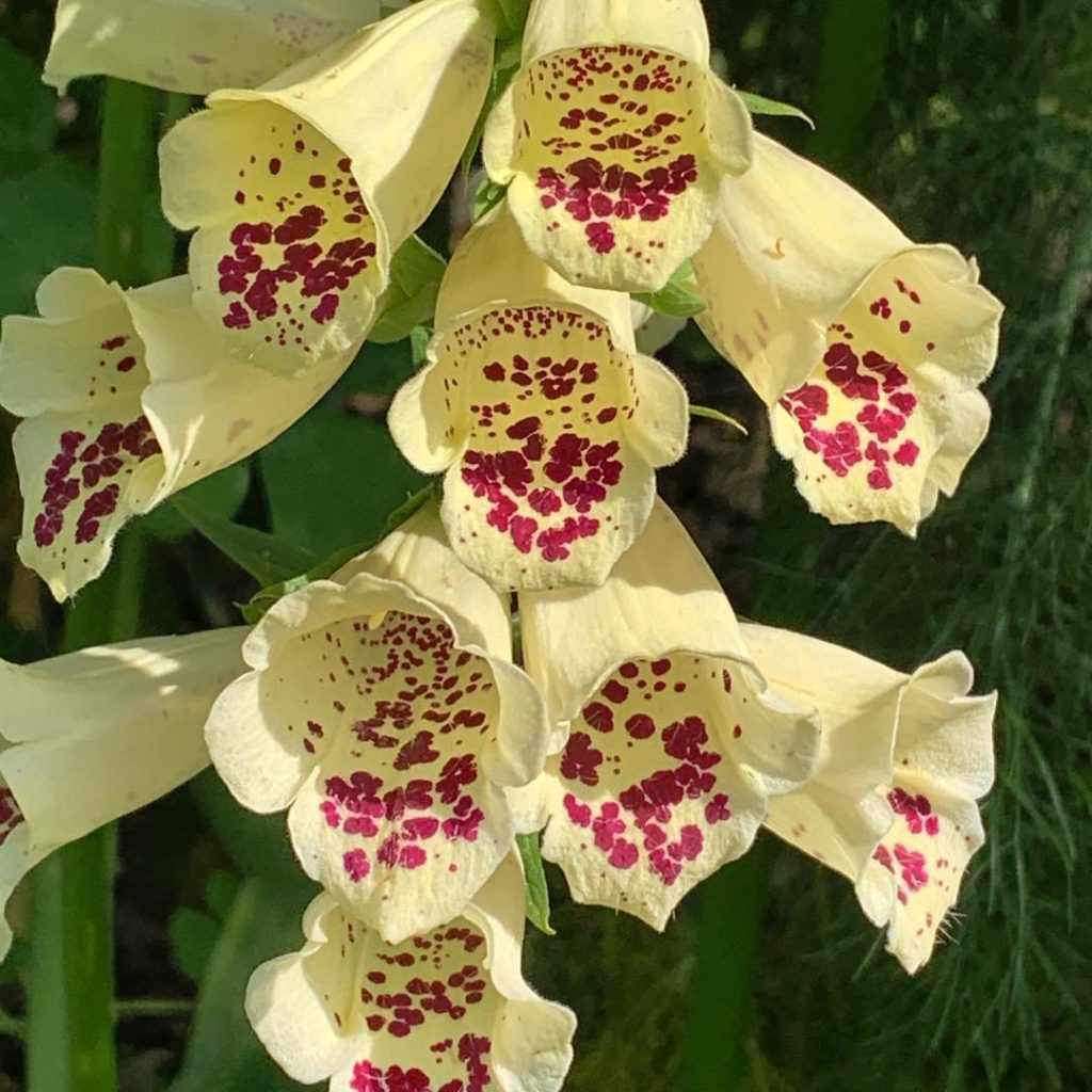 Dot to dot anyone? Runway markers for #pollinators #foxglove #digitalis #lovepla...