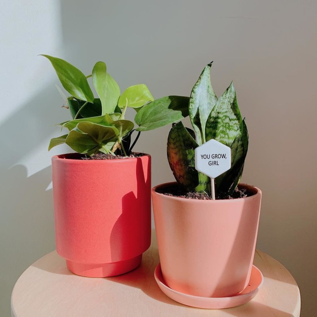 Dynamic duo: neon pothos and snake plant.  Add a message pop in any plant as an ...