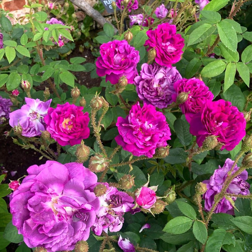 Another rose from Hampton Court Palace. An old moss rose called Rosa ‘William Lo...